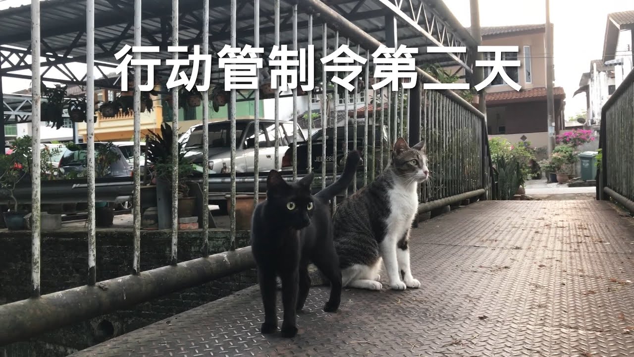 Tom story Vlog | 行动管制令第二天
