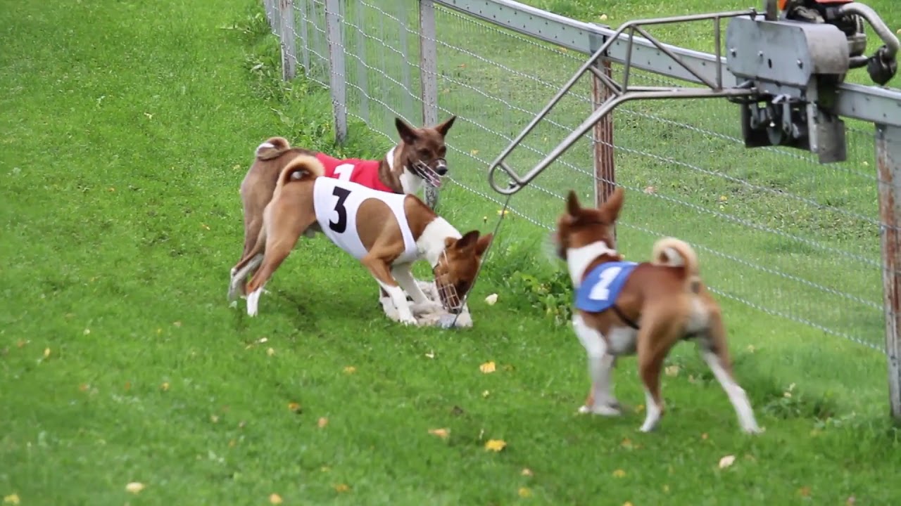 Basenji dogs running on Racing Competition 280m in Finland - Helsinki 22.09.2018