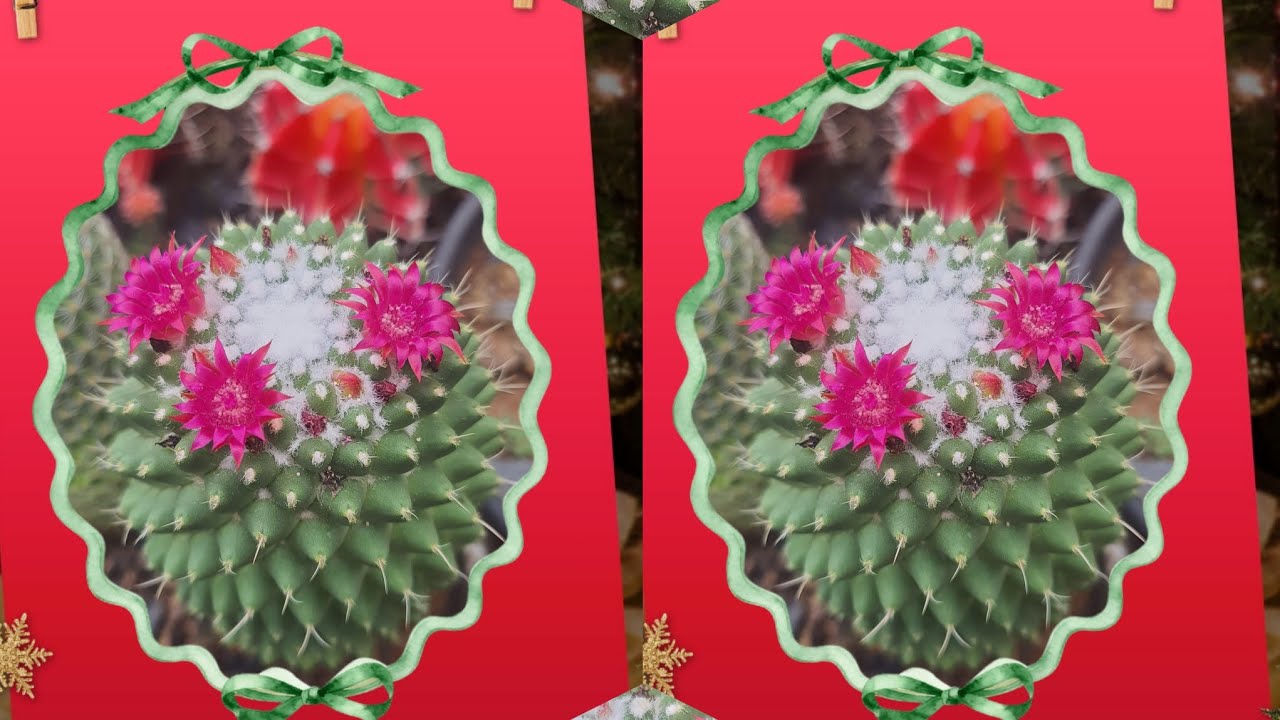  Cactos no Telhado: Porquê eu Cultivo Cactos no Telhado! 