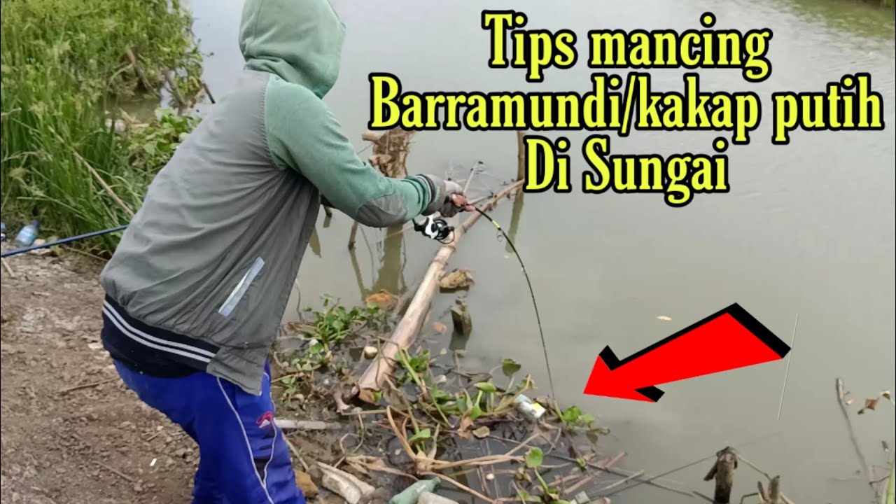 Tips Mancing Kakap Putih/Barramundi di Sungai||Pilihlah spot yang begini dijamin Josssss