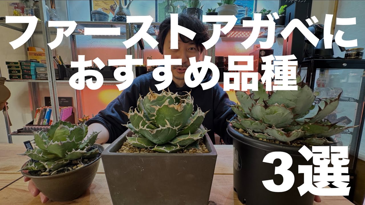 アガベ始めるならこの3株！買って後悔しない品種「白鯨、ブラックアンドブルー、姫厳龍」