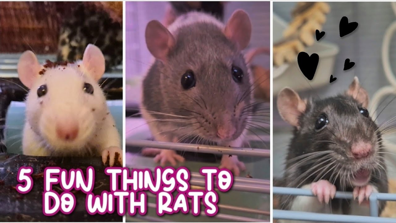 🐀 5 Fun Things to Do with Your Pet Rats! | Bonding Ideas & Enrichment Tips 🧠💛