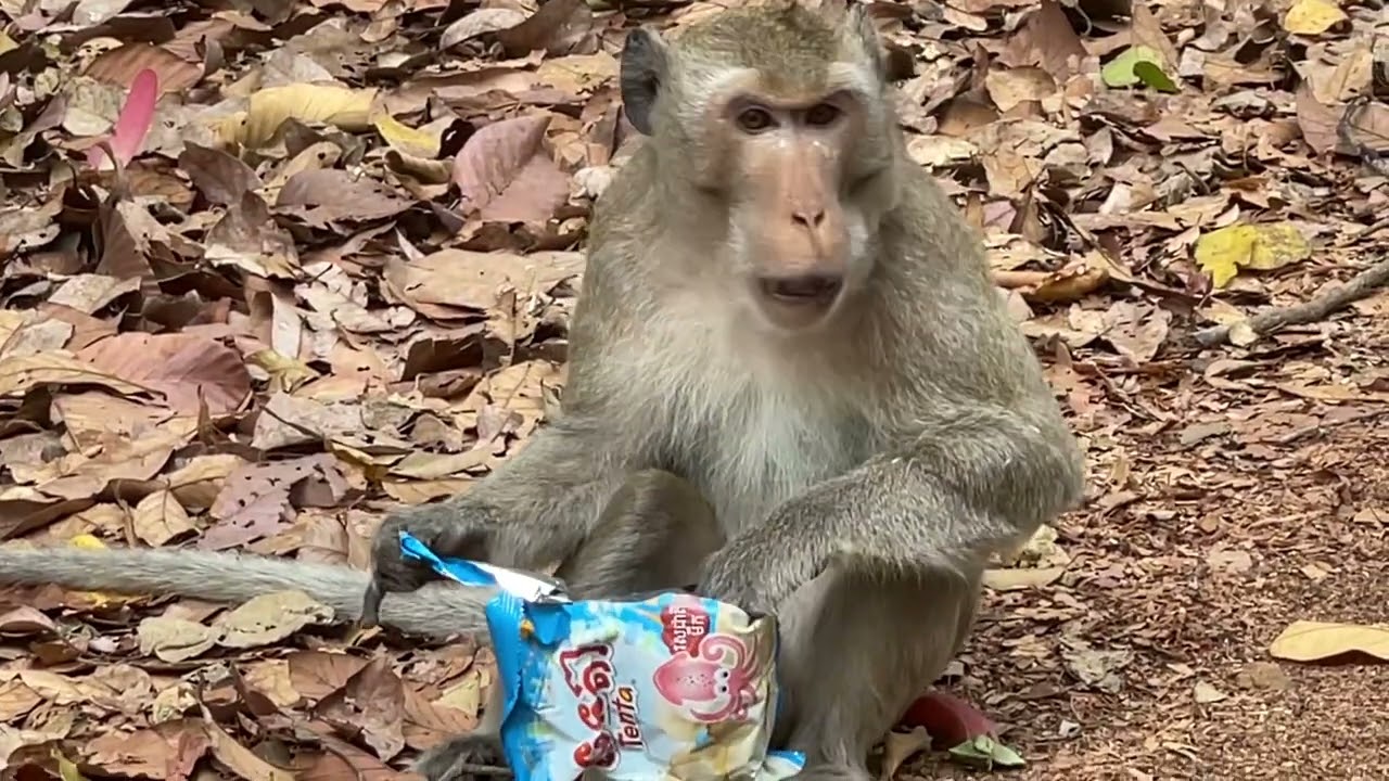 Very big wild monkeys are eating