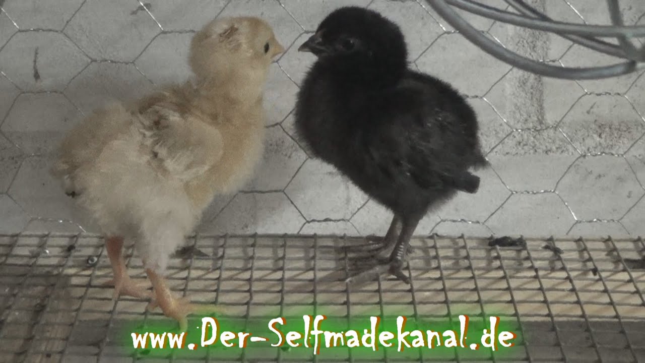 Hühnerzucht / Küken schlüpft aus dem Ei