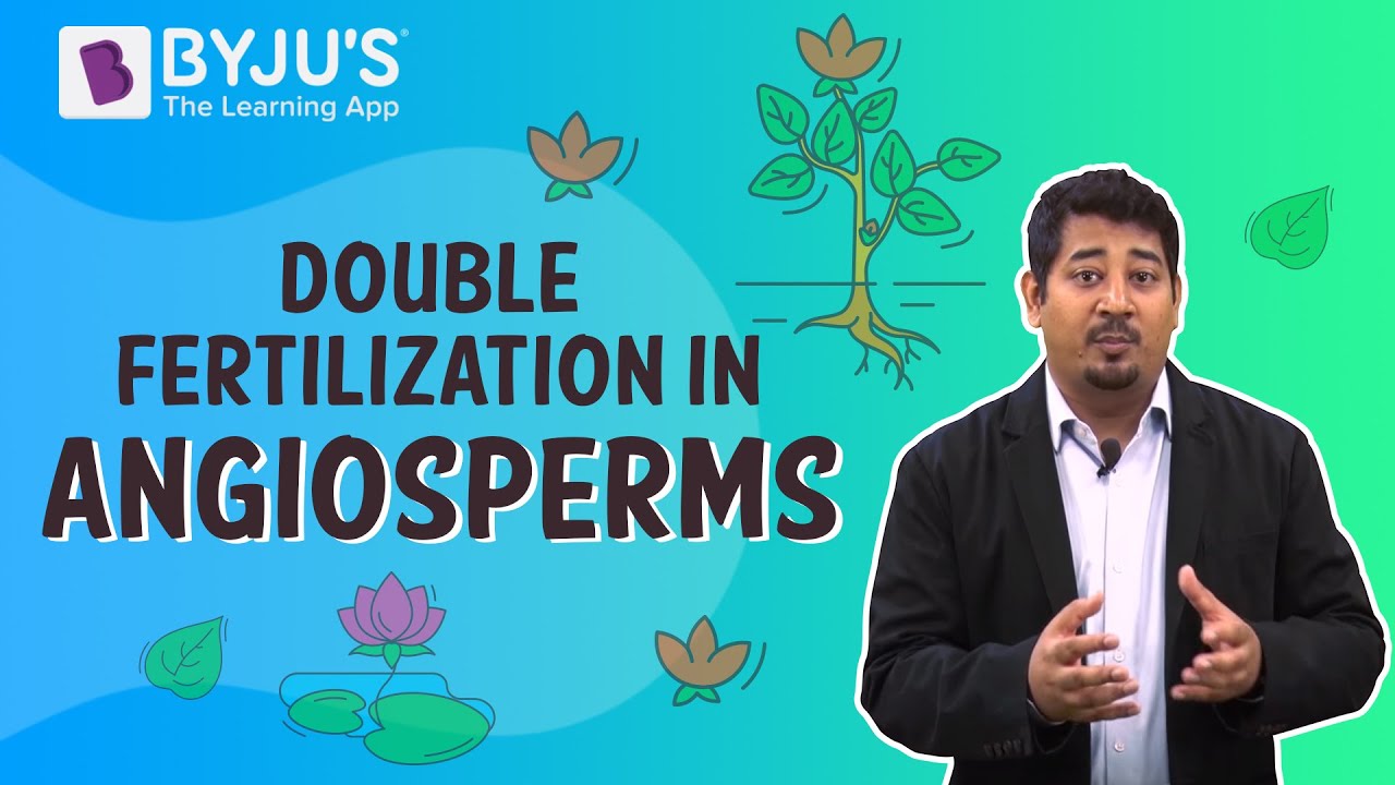 Double Fertilization In Angiosperms
