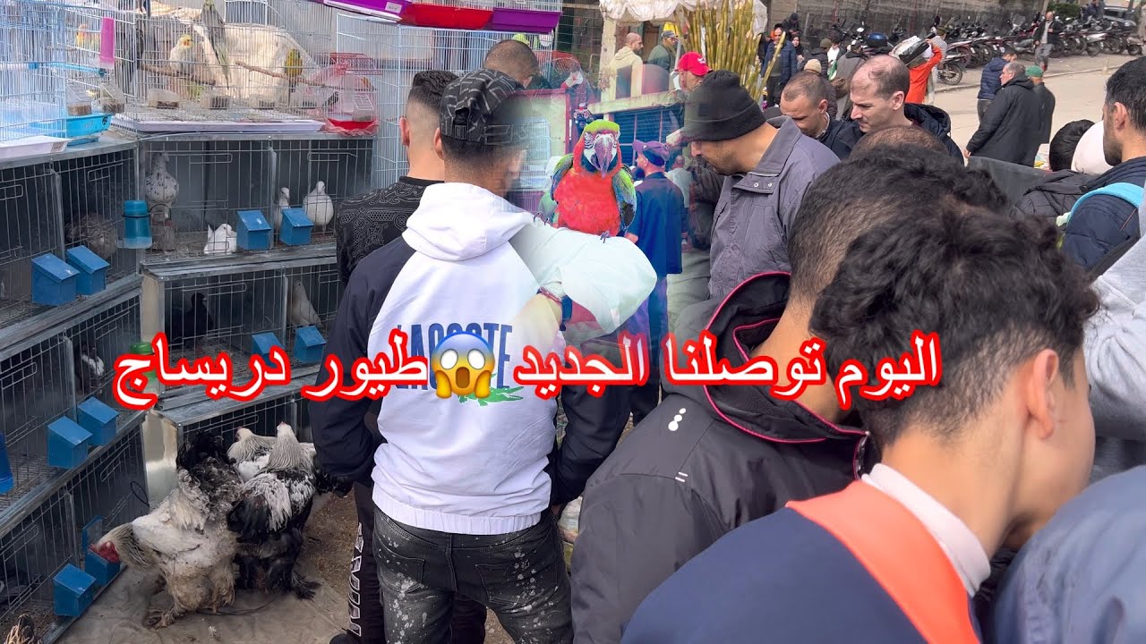 ‏اليوم توصلنا الجديد 😱في السوق-# الطيور❤️ #فلوجة بمدينة-#طنجة طيور دريساج👇1/2/2026