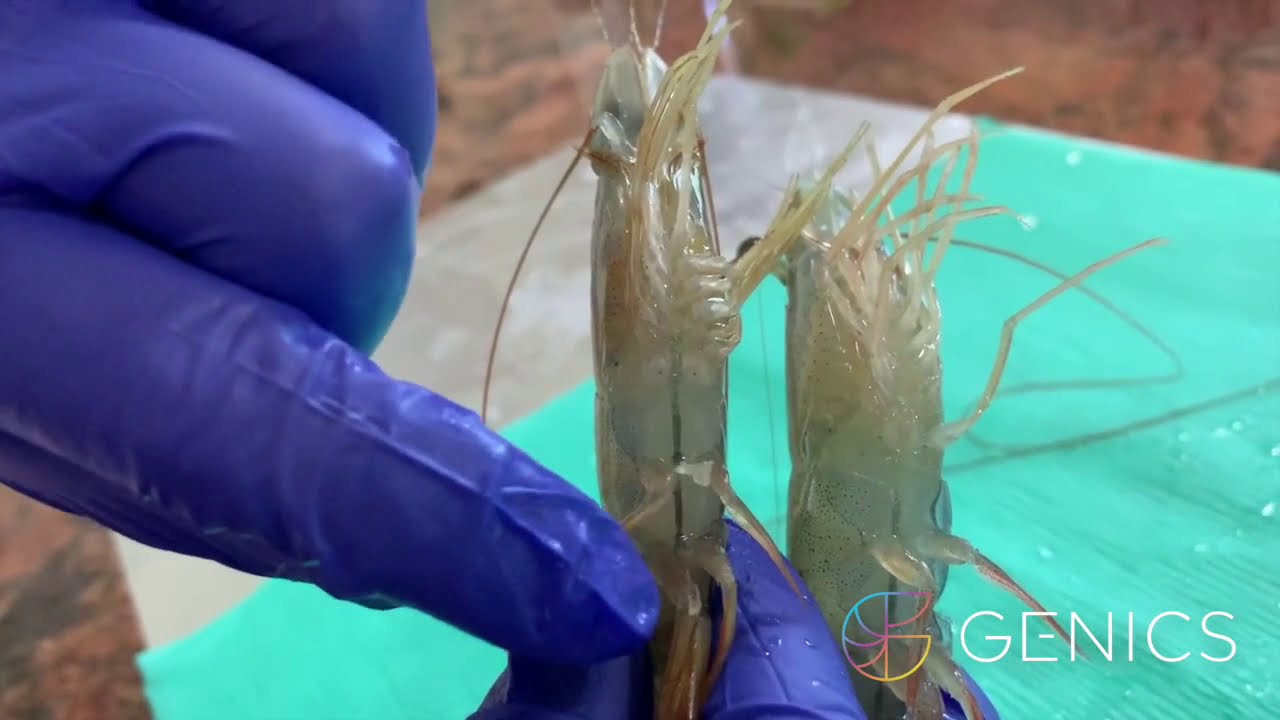 Gender Identification in Shrimp