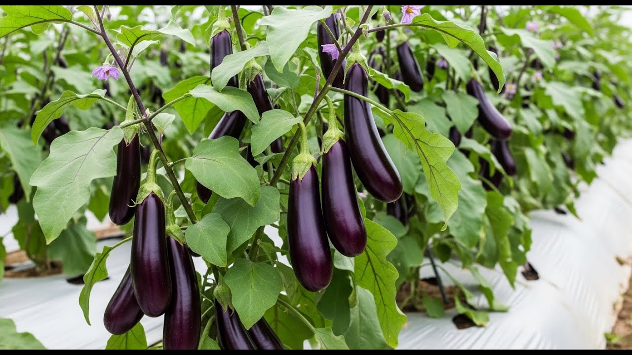 Innovative Way to Propagate Eggplant  Trees from Eggplant  Seeds  Growing Eggplant  Tree for Beginne