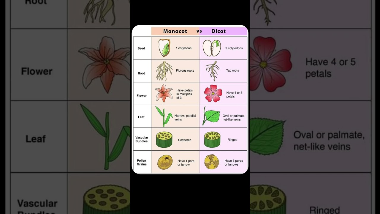 🌱 MONOCOT vs DICOT PLANTS | UNFILTERED CLASSES