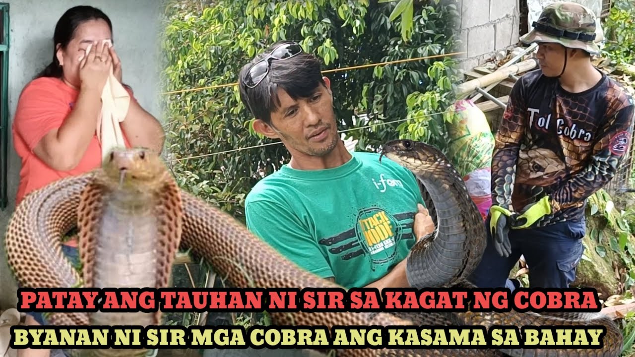 SANG KATERBANG TAMBAK PINAMAHAYAN NG MGA COBRA #TOLCOBRA #cobraprince #cobraking