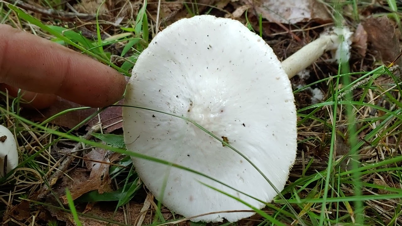 Rhode Island Amanita Series: Amanita bisporigera