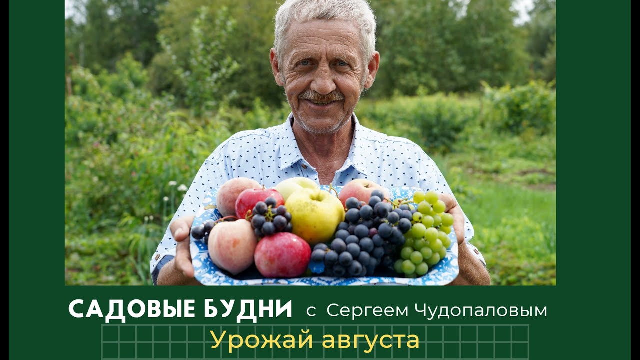 Садовые будни с Сергеем Чудопаловым. Смотрим урожай августа