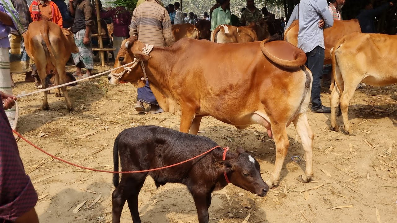 @আজ ২২ ফেব্রুয়ারী ২৬ | বাচ্চাসহ শাহিওয়াল ষাঁড় বাছুর গরুর দাম | আফতাবগঞ্জ হাট | দিনাজপুর 