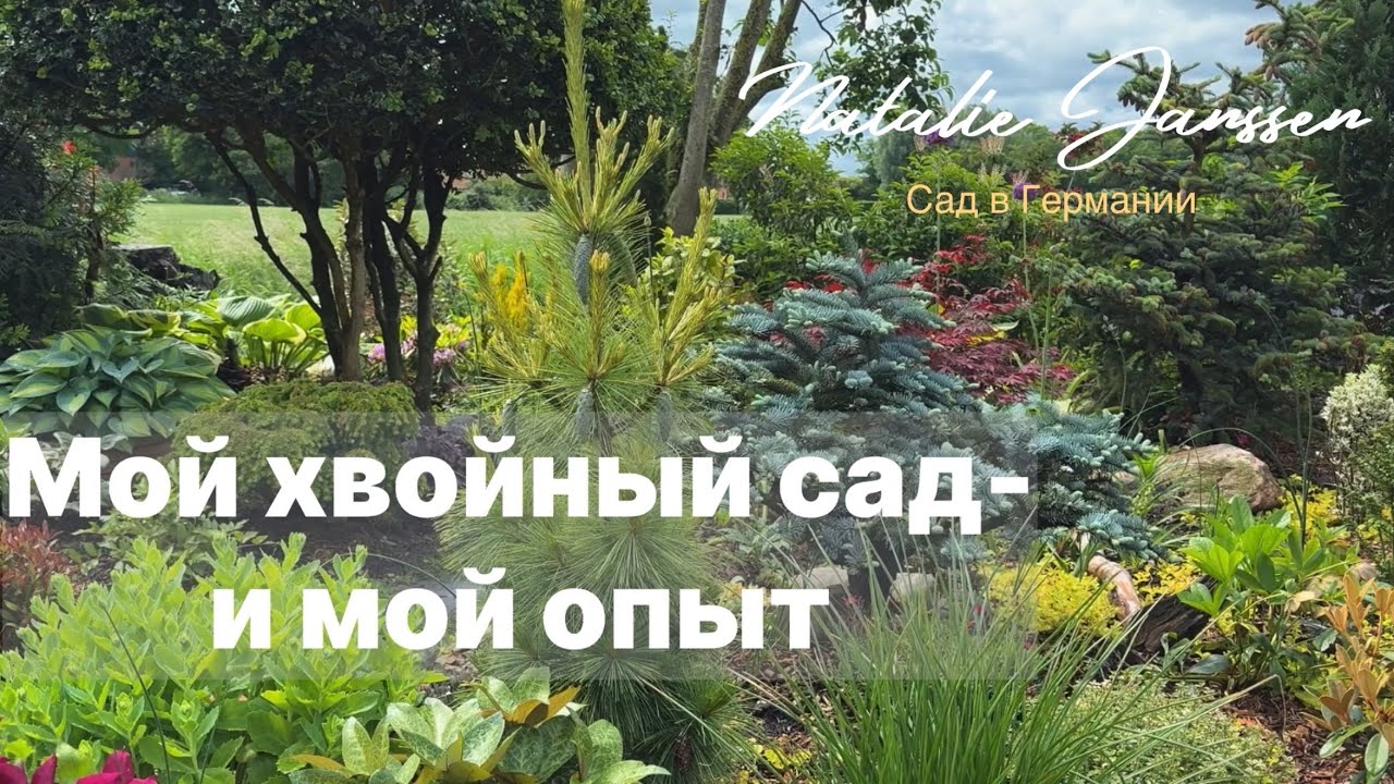 Хвойный сад 🌳 с нюансами: красота, сердце под хвоей и мой опыт 🌳