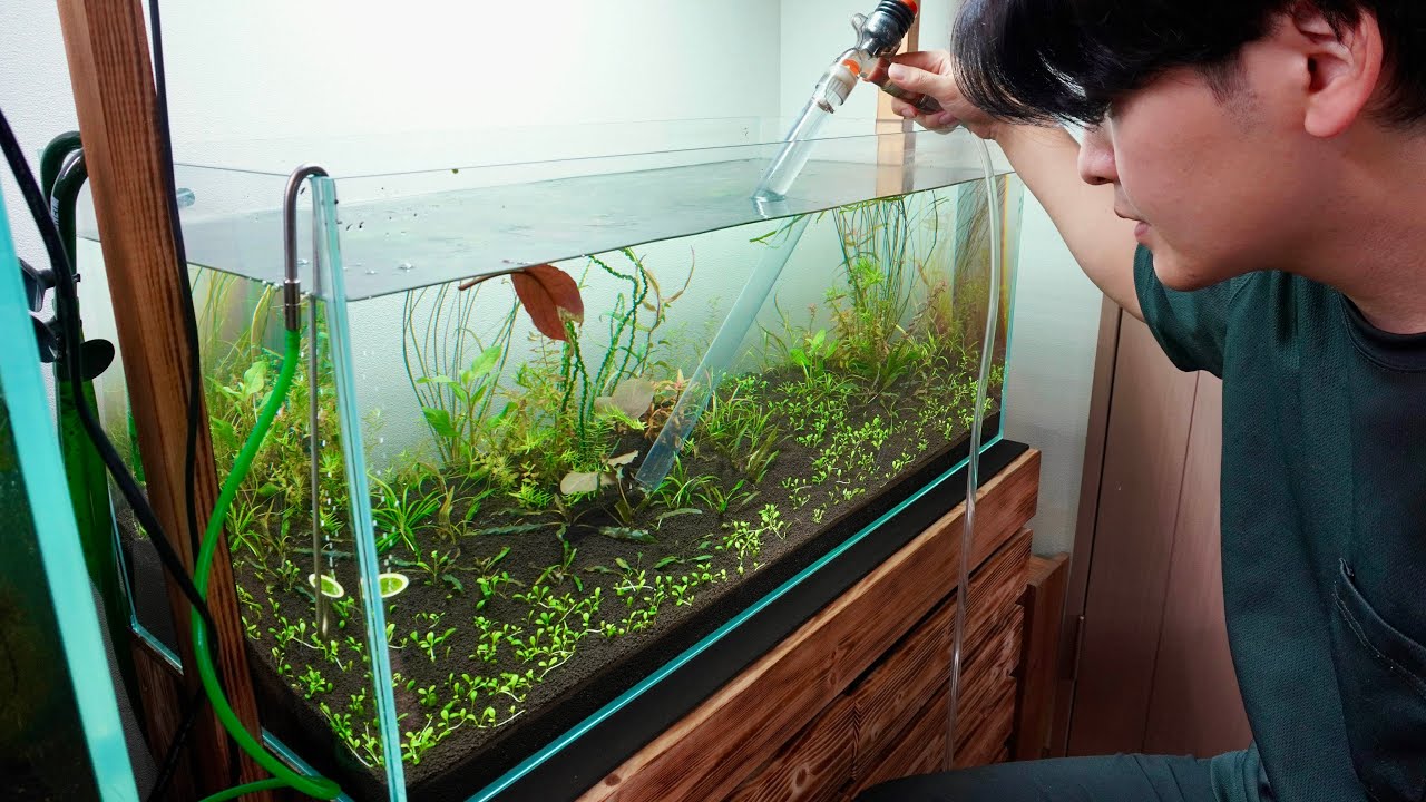 水槽部屋メンテナンス｜1週間の汚れを静かに整える