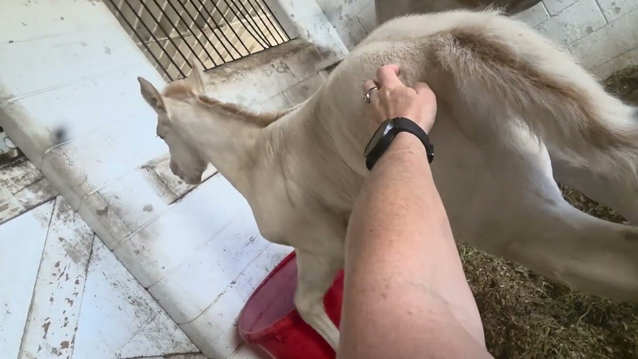 Little bitty baby break