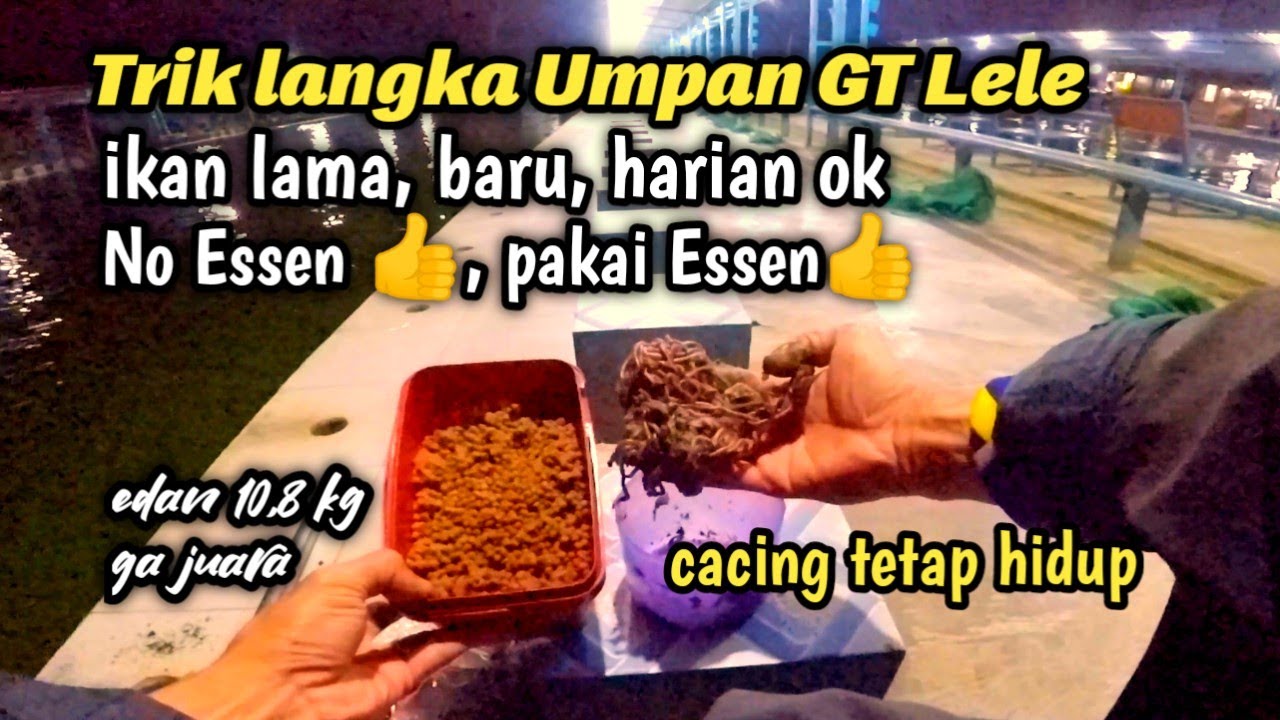 Nimbang 10,870 kg meringis? Racikan cacing segala Medan umpan lele babon