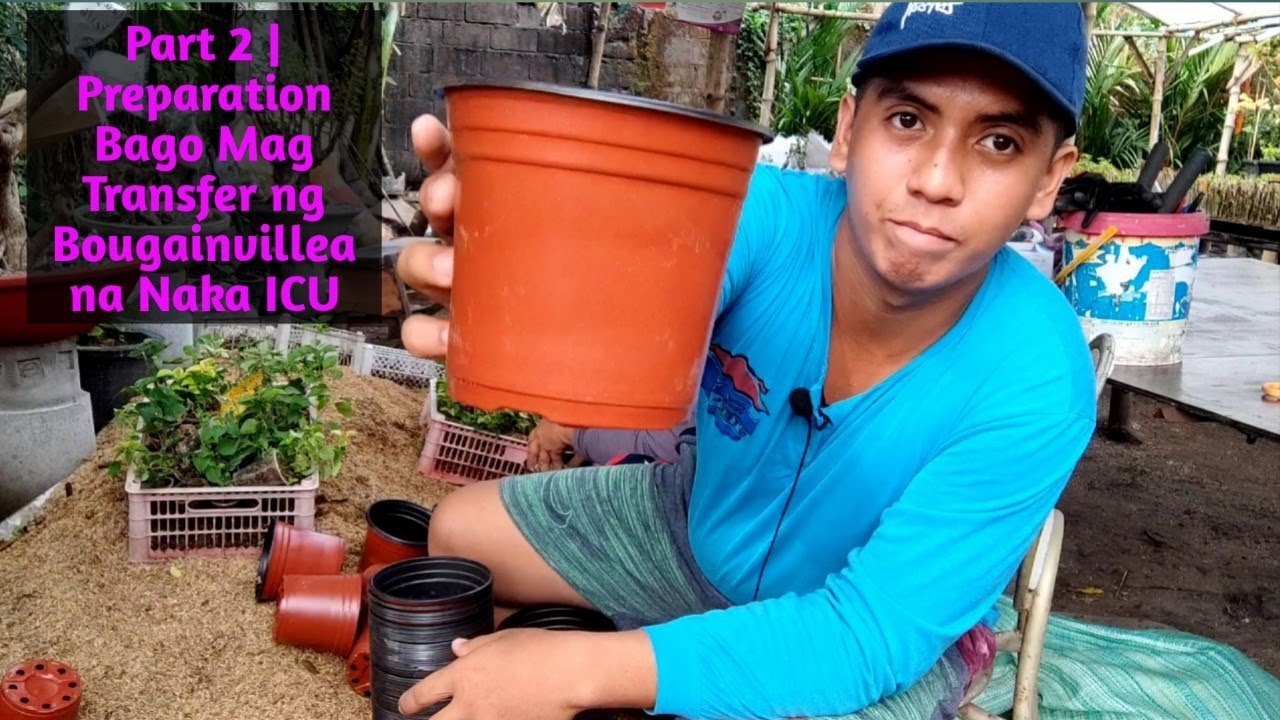 Part 2 | Preparation Bago Mag Transfer ng Bougainvillea na Naka ICU