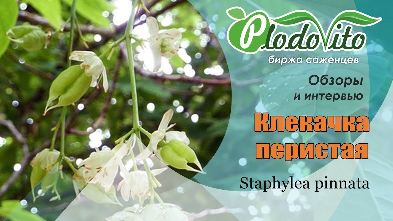 Клекачка I Staphylea pinnata. Дорогостоящая порода растений. Использование в выпечке.