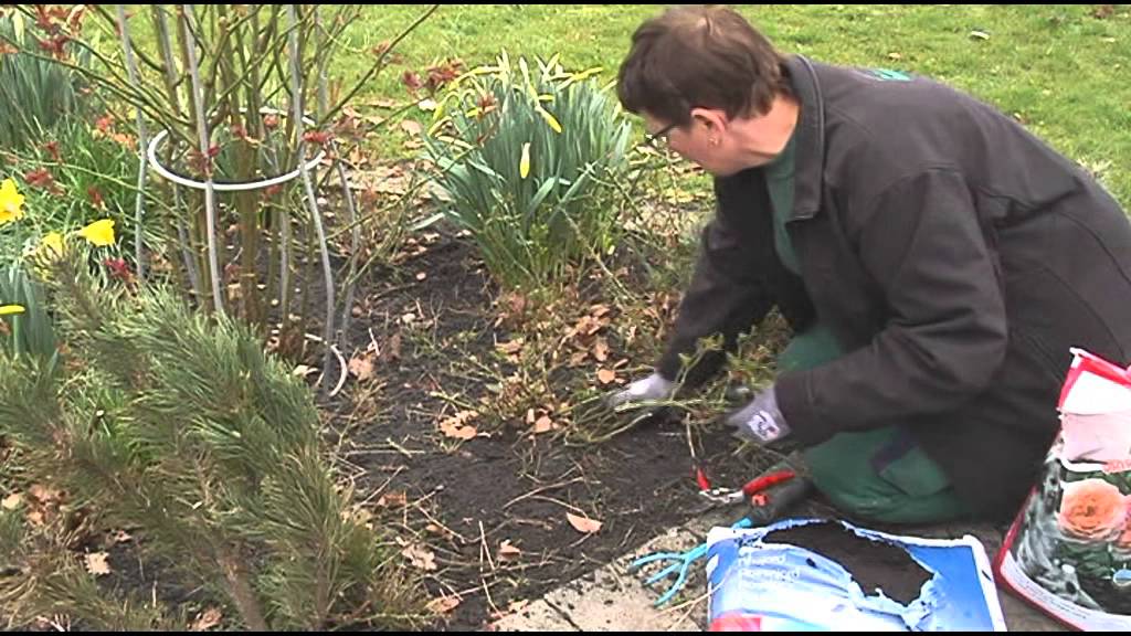 Forårs klargøring af rosenbedet