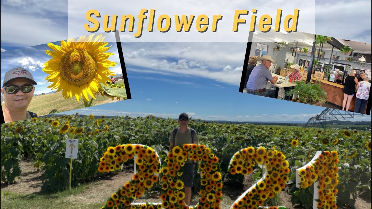 SUNFLOWER FIELD | KALBAR QLD