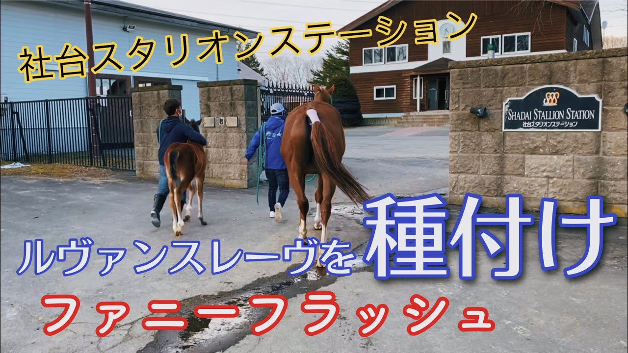 【ファニーフラッシュの種付け】社台スタリオンステーションへ