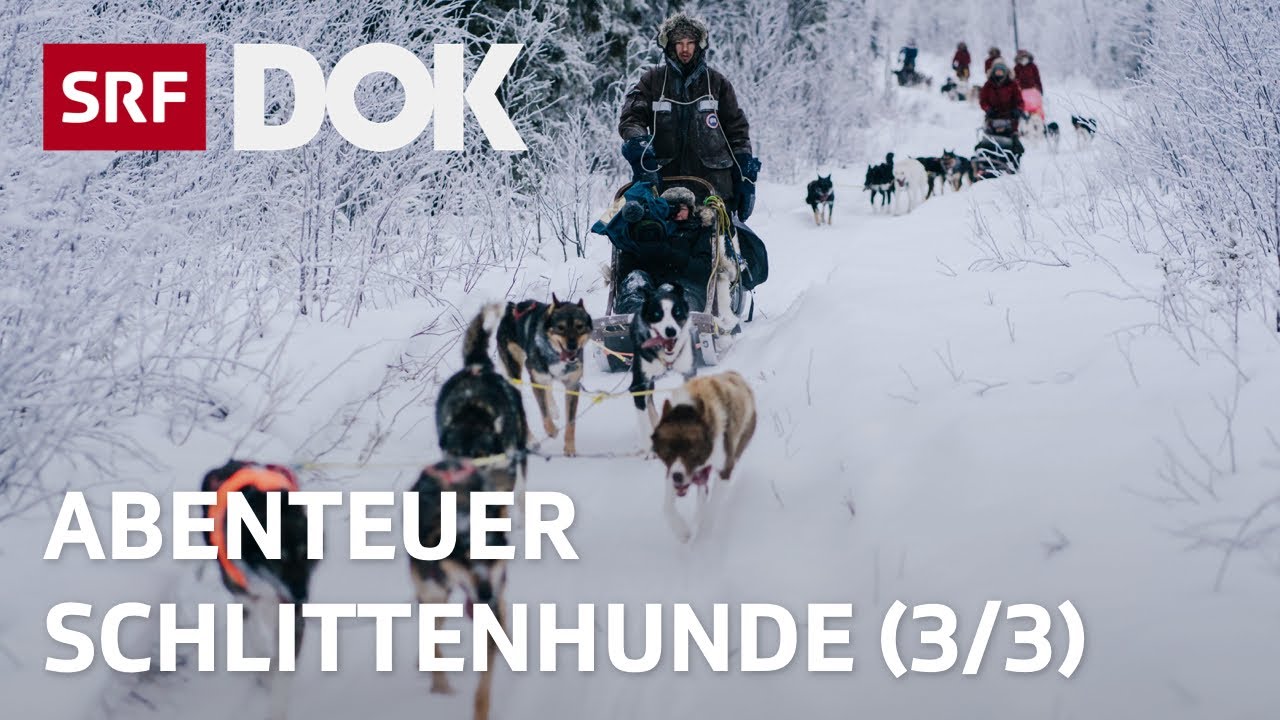 Abenteuer Schlittenhunde | Mit Huskys unterwegs in Finnisch Lappland (3/3) | Doku | SRF Dok