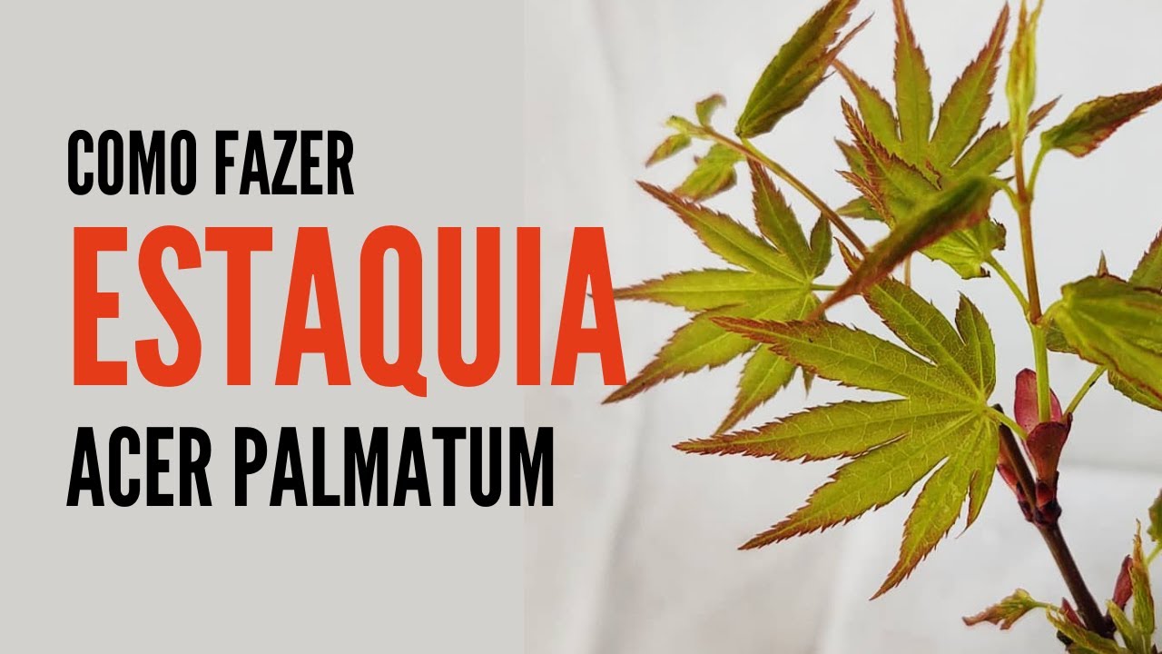 Estaquia em Acer Palmatum
