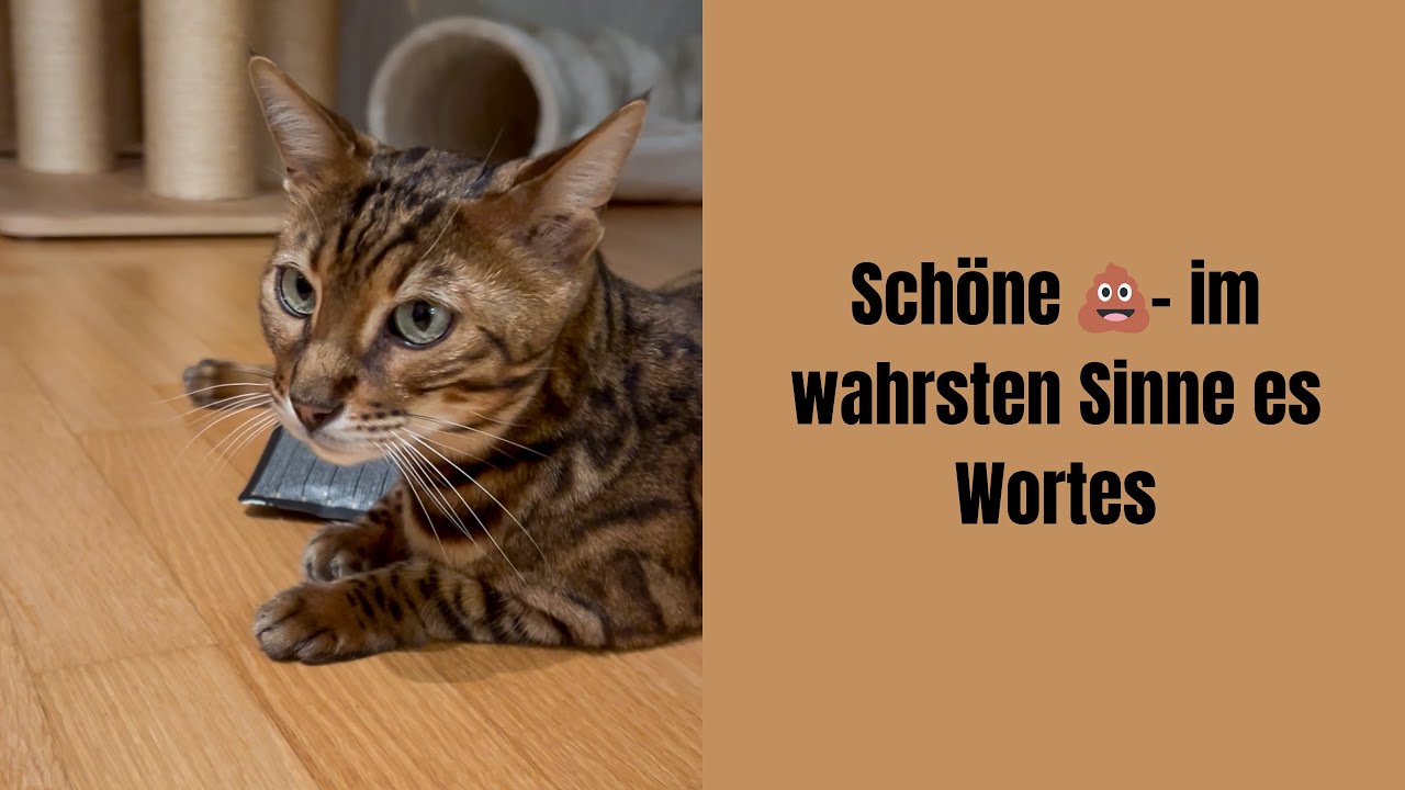 Sch&ouml;ne💩- im wahrsten Sinne des Wortes #katzenvideos #katze #katzenaufyoutube #bengalkatze #katzen 