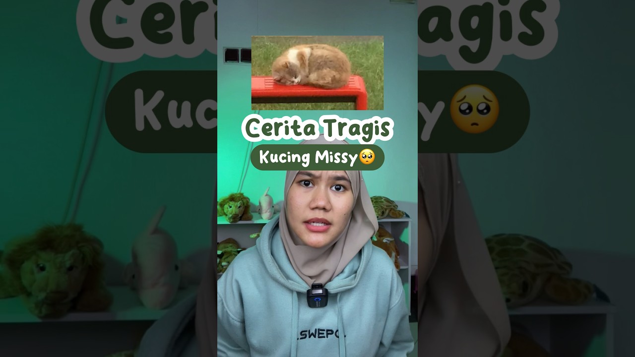 NYESEK BANGET ASLI💔😭 KISAH TRAGIS KUCING MISSY TAHUN 2016🥺 #diluarlaut #missy