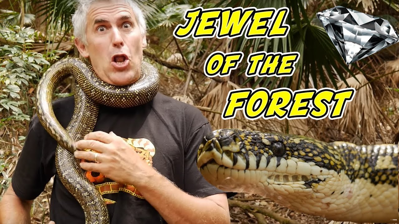 JEWEL OF THE FOREST - CrittaCam