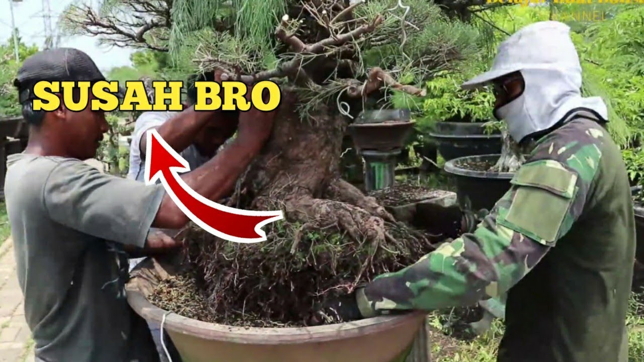 Orang Awam Pasti Gak Tau !! Ini Proses Pindah Pot Bonsai Ukuran Besar