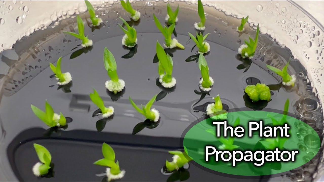 Orchid Seeds and Seedlings!