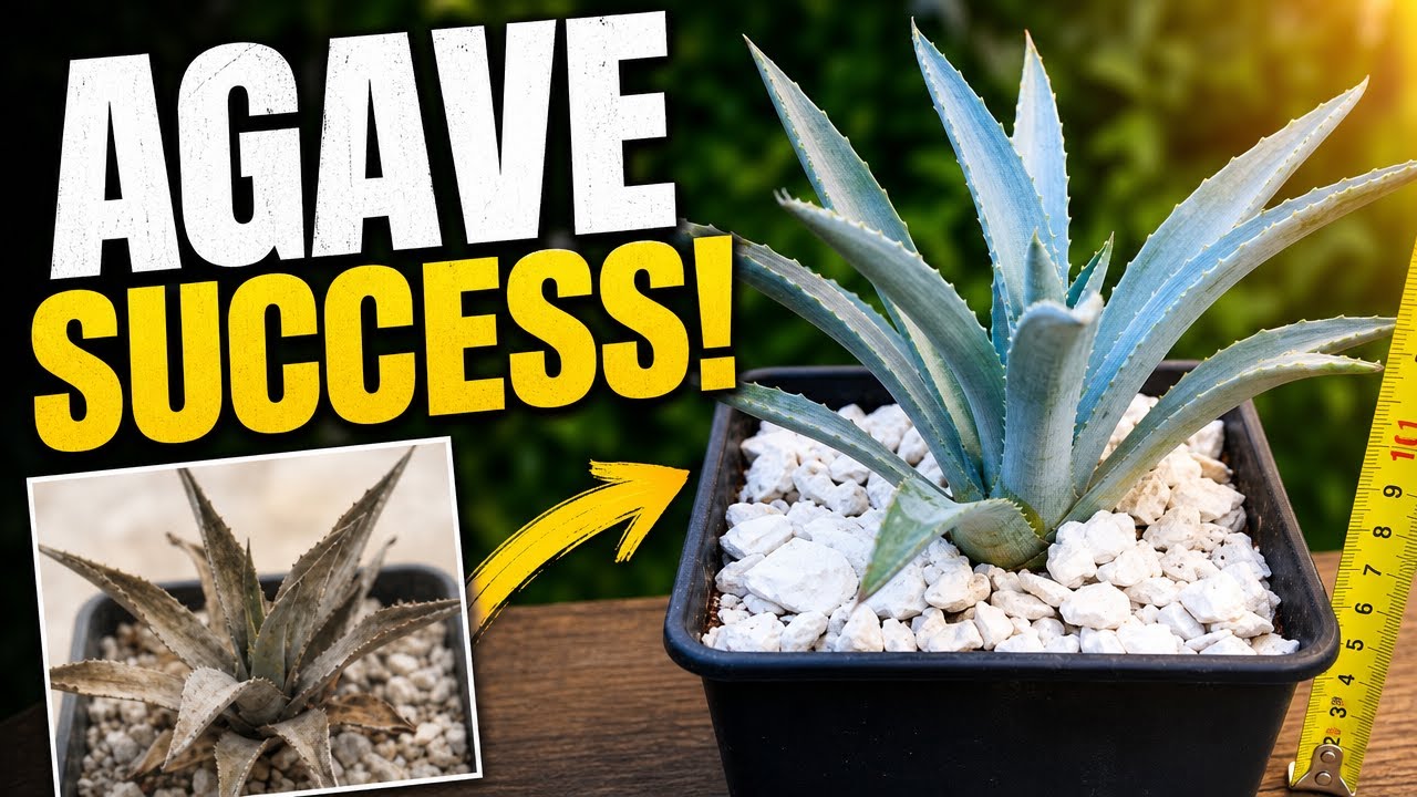 Пересадка агавы: Советы по выбору субстрата и уходу. Agave Care: Transplanting Tips and Soil Mix