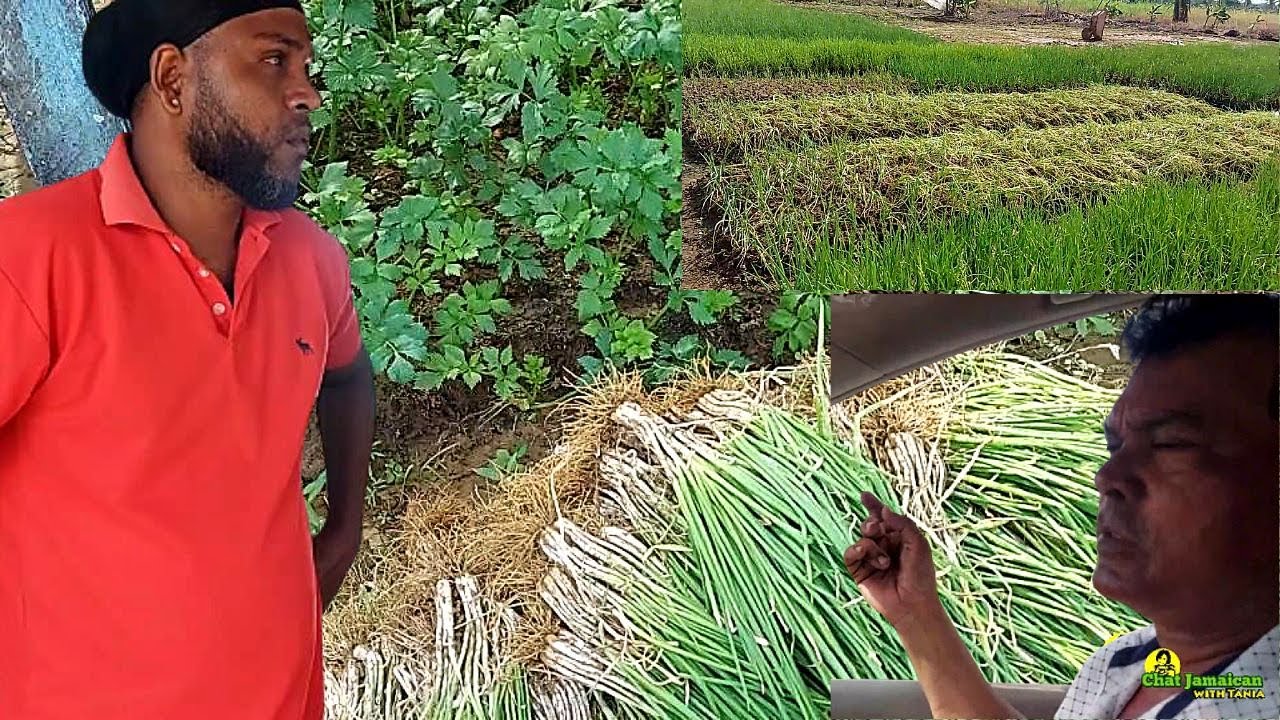 LARGE SCALE SHALLOTS & CELERY FARM IN BERBICE GUYANA