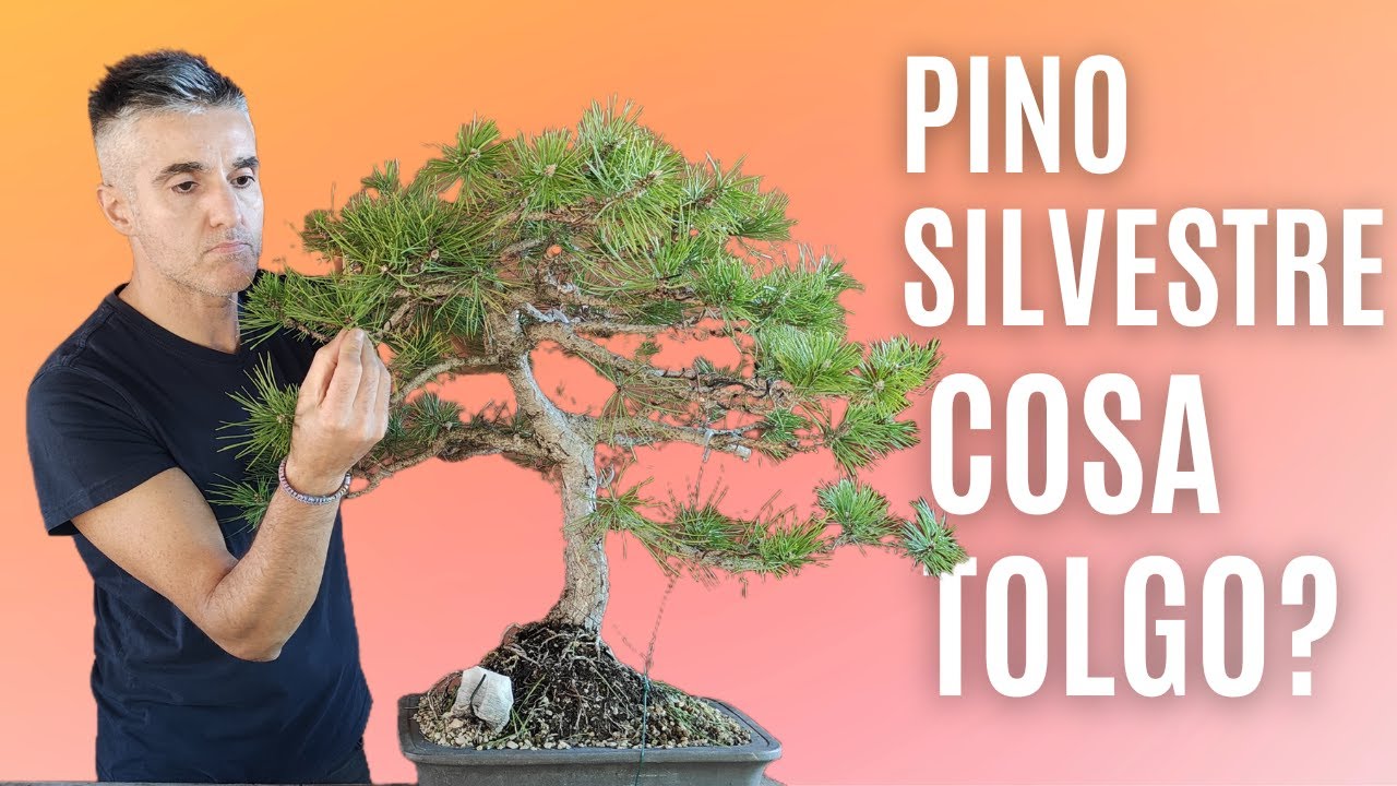 PINO SILVESTRE BONSAI, filatura e styling autunnale