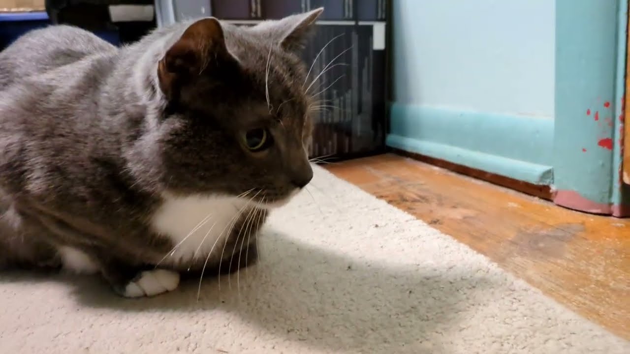 Shadow Tries to Win Thunder Over with Cute Noises