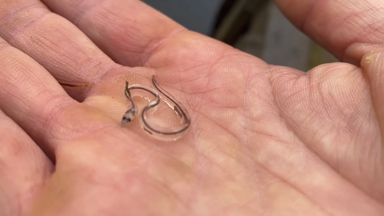 I found a TON of GLASS EELS washed up on shore while I was trying to fish | Dartmouth Nova Scotia