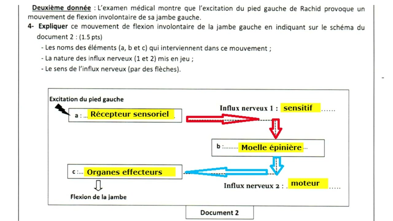 3AC Le système nerveux - Exercices corrigés 2
