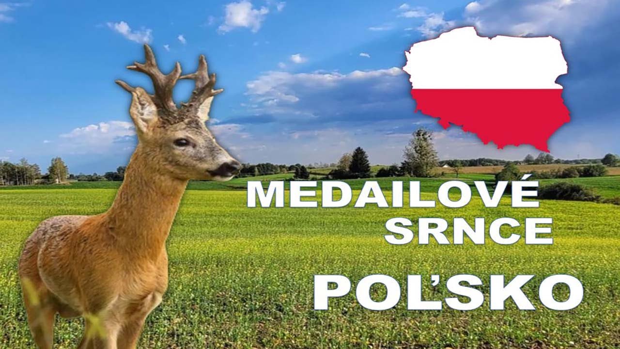 Poľovačka na medailové srnce v Poľsku