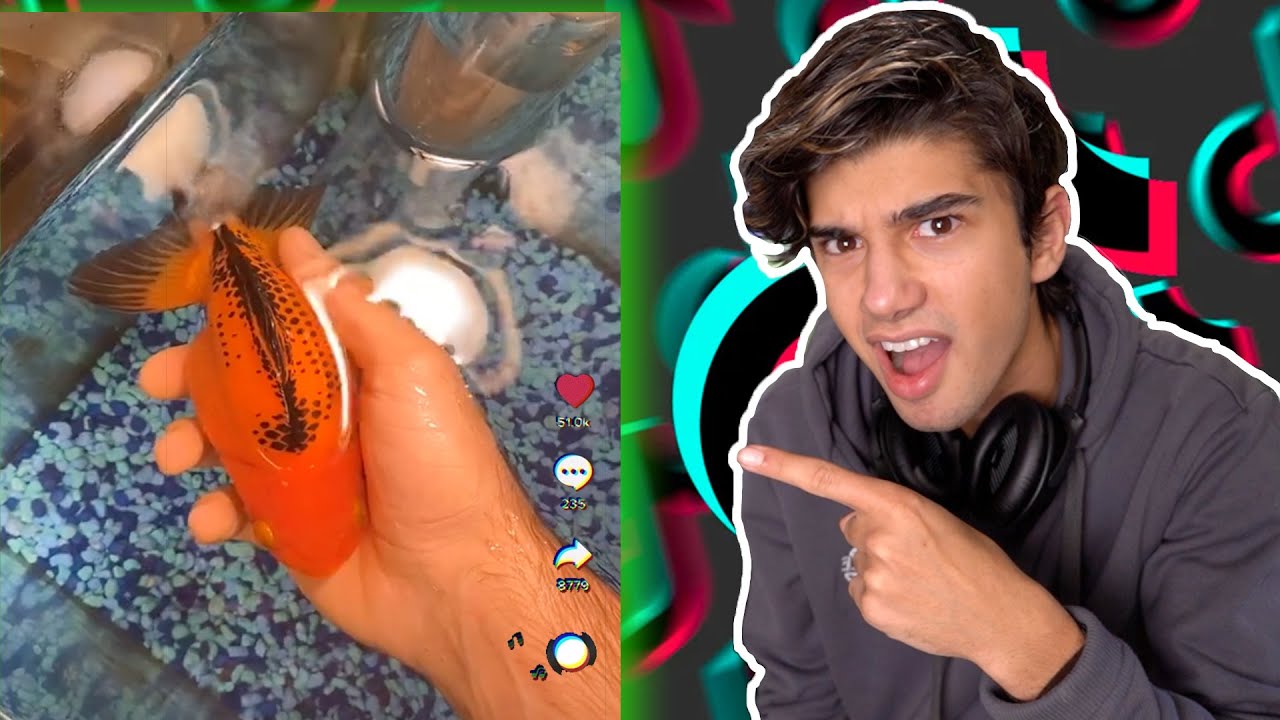 Fish Keeper Reacts to AWESOME Aquariums on Tik Tok