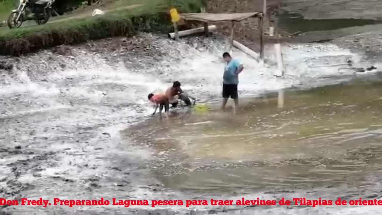 Preparando Laguna para sembrar alevines de tilapias de Oriente