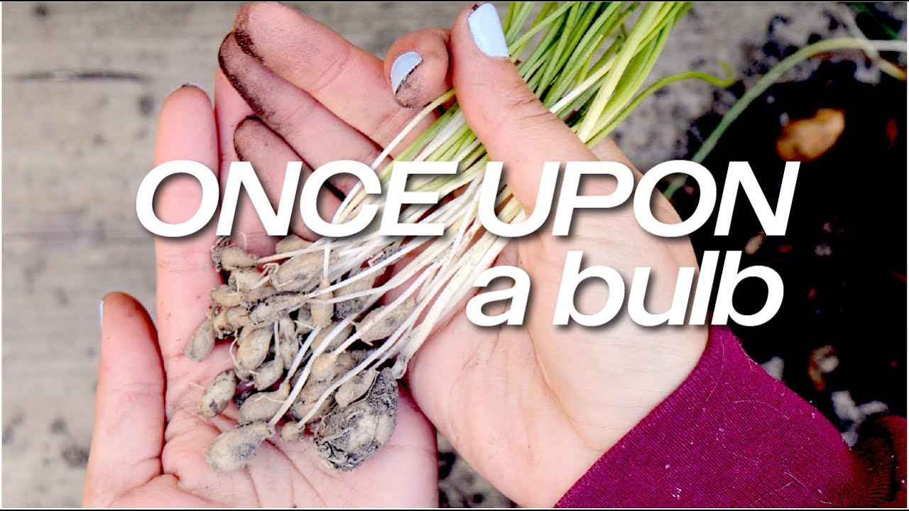the story of the bulbs that persisted