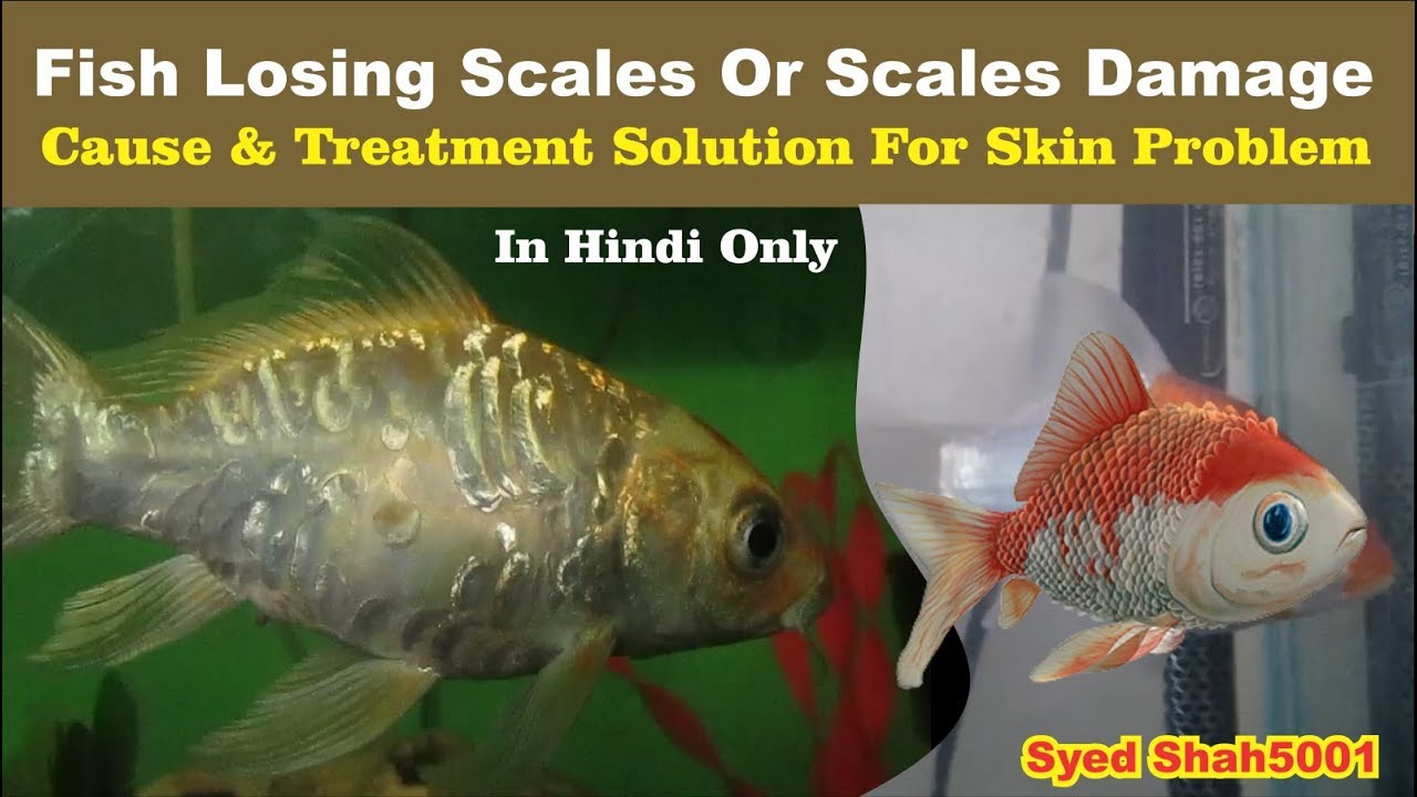 Fish loosing scales Goldfish - Koi fish losing scales - damage fish skin