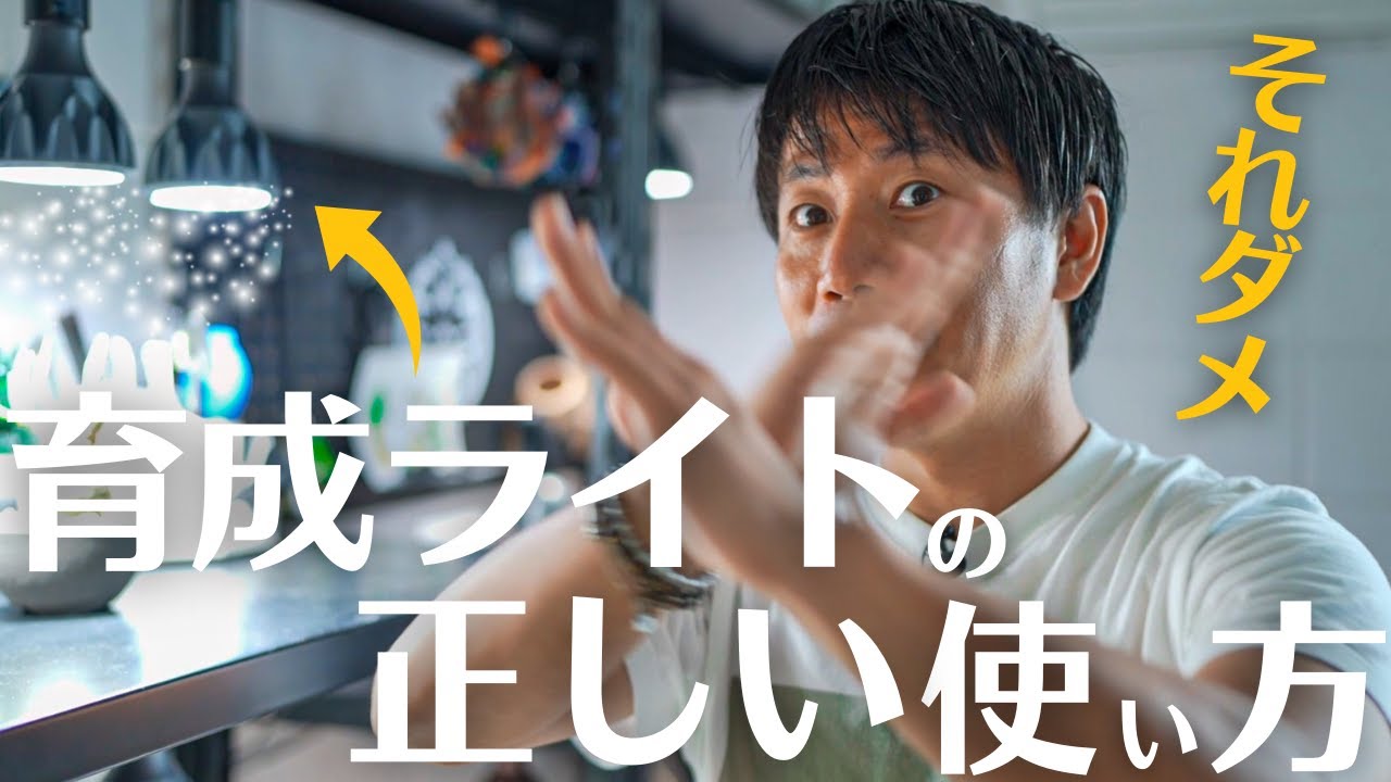 【超初心者向け育成ライトの使い方】コレでアガベや塊根の徒長を防げ!!