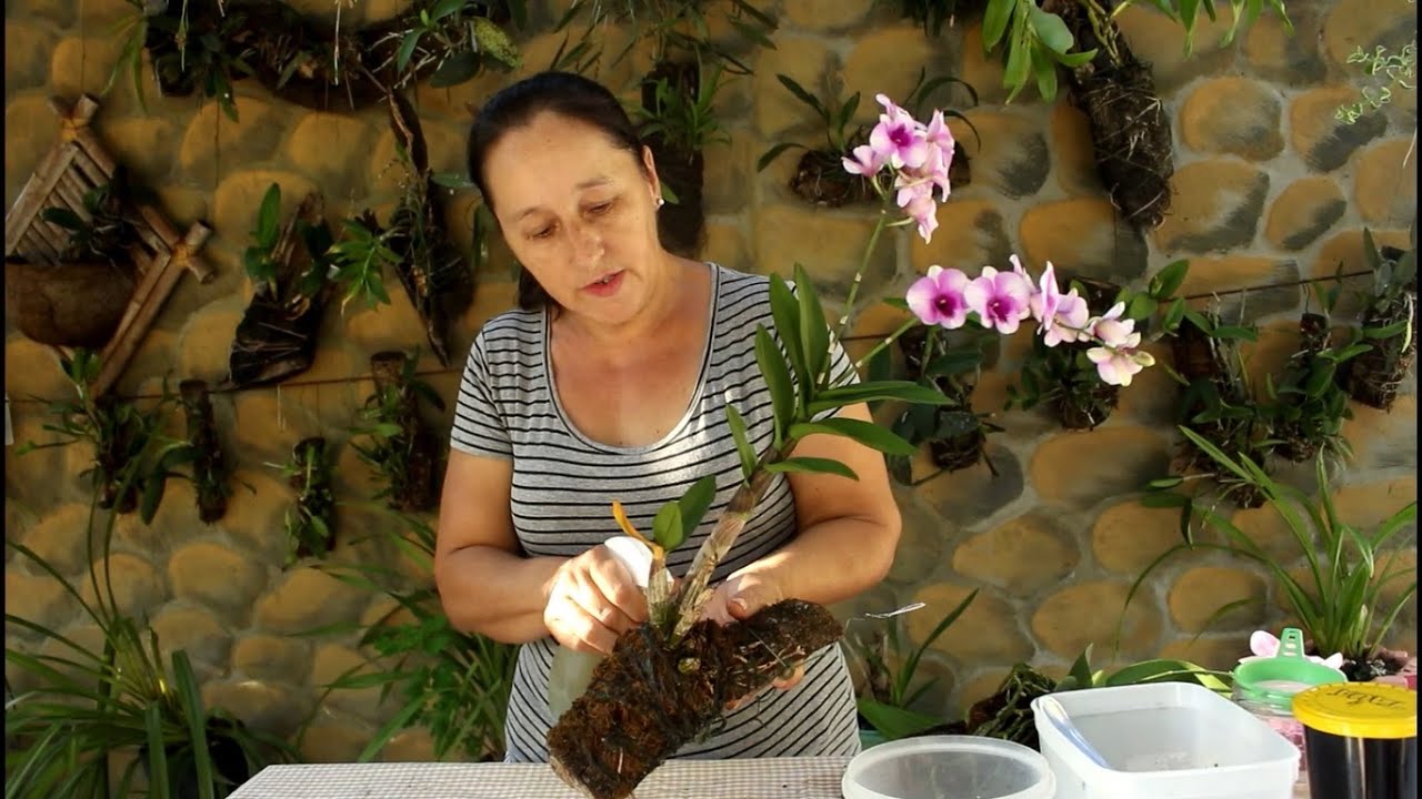 ENRAIZADOR SUPER POTENTE E BARATO