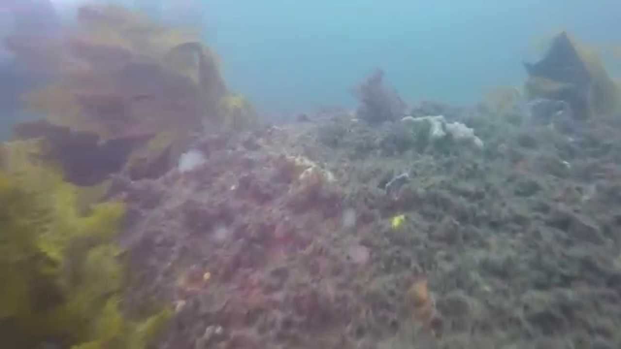 Kurnell dive sat 7 march 2015