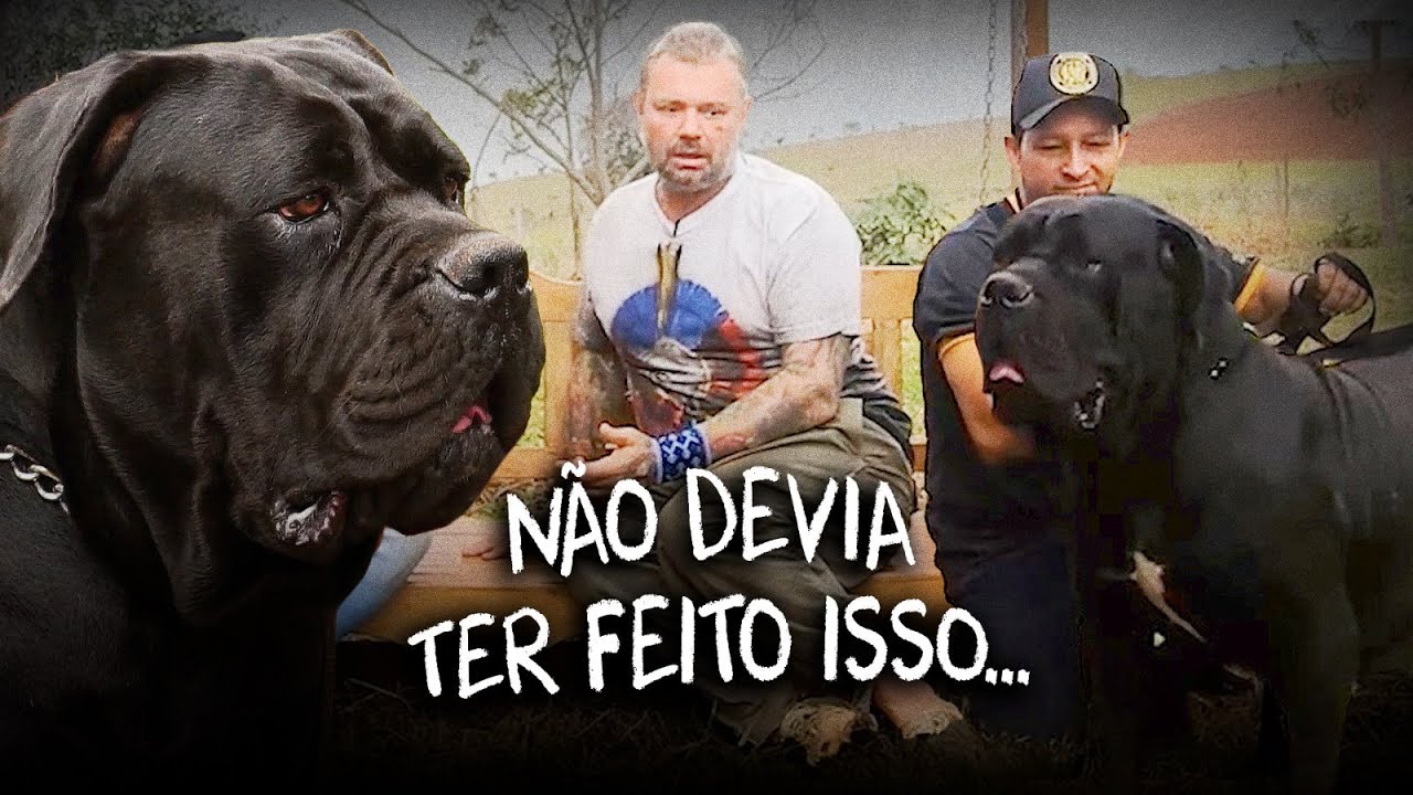BOERBOEL PRETO? UM CÃO DE SEGURANÇA QUE TIVE MEDO DE VERDADE!