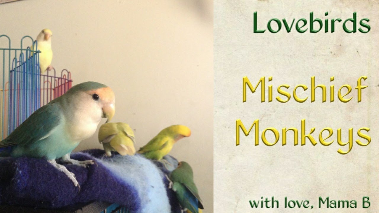 Mischief Monkeys