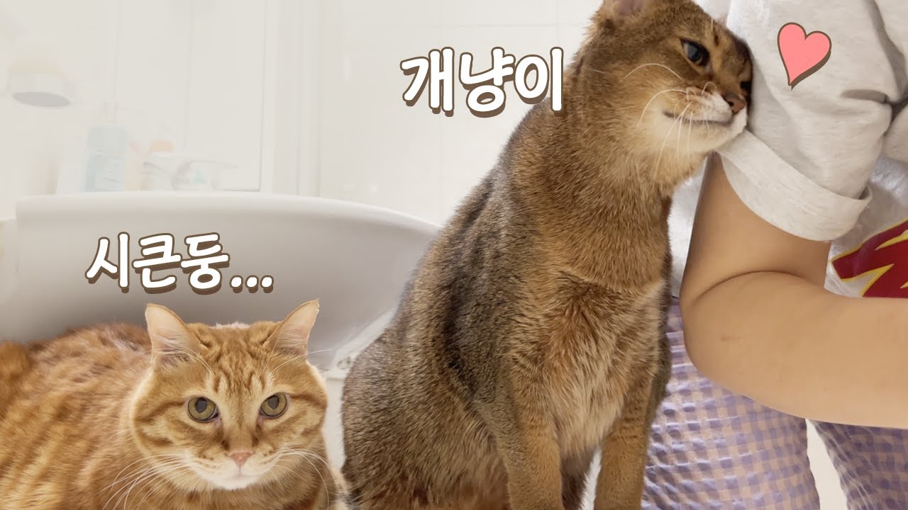 개냥이 vs 무뚝뚝한 고양이 | 극명한 차이를 보여드릴게요
